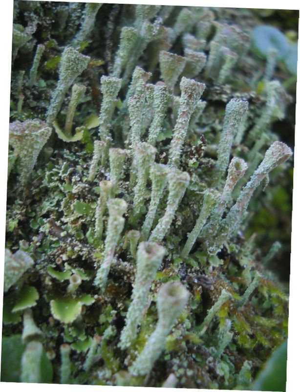 lichene da determinare.....